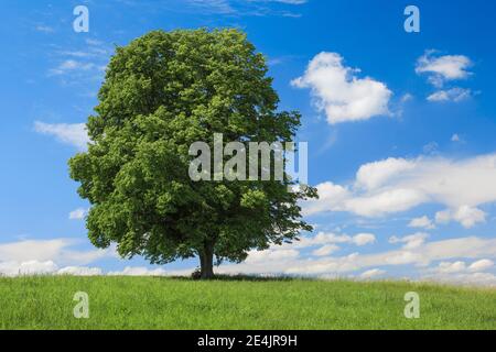 Lindenbaum, Zürich Oberland, Schweiz Stockfoto