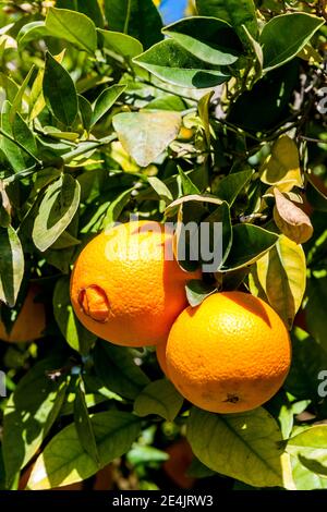 Reife Orangen wachsen auf Orangenbaum Stockfoto