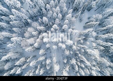 Drohnenaufnahme des Winterwaldes, Kanton Zug Schweiz Stockfoto