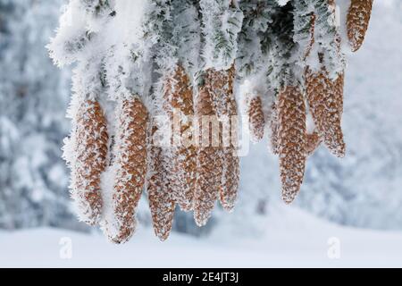 Tannenzapfen mit Reif, Schweiz Stockfoto