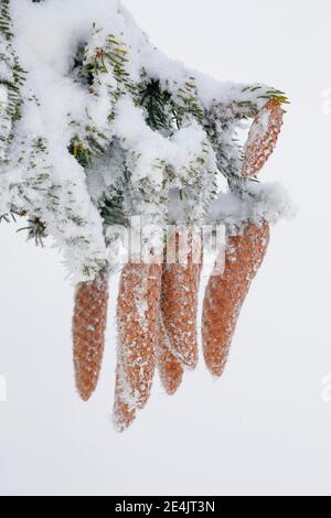 Tannenzapfen mit Reif, Schweiz Stockfoto