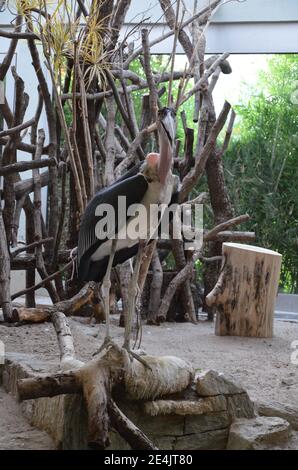 Afrikanischer Marabou Leptoptilos crumeniferus im Frankfurter Zoo Stockfoto