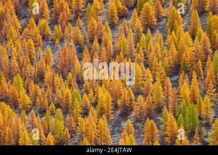 Nadelwald im Herbst, Schweiz Stockfoto