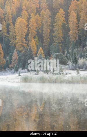 Lärche und Fichtenwald am Stazersee, Schweiz Stockfoto