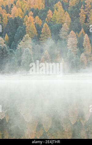 Lärche und Fichtenwald am Stazersee, Schweiz Stockfoto