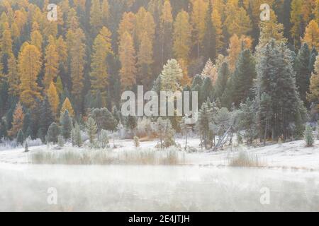 Lärche und Fichtenwald am Stazersee, Schweiz Stockfoto