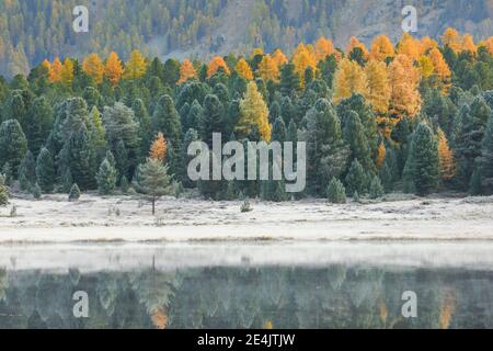 Lärche und Fichtenwald am Stazersee, Schweiz Stockfoto