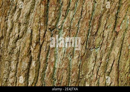 Detail aus Eichenrinde, England, Großbritannien Stockfoto