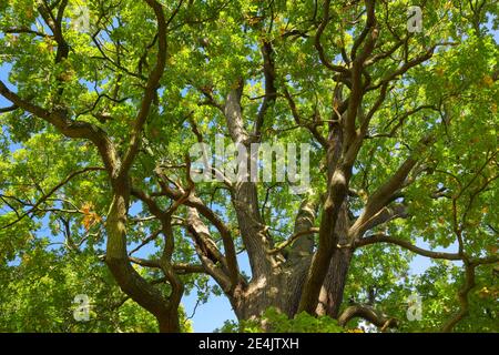 Eichen in Richmond Park, England, Großbritannien Stockfoto