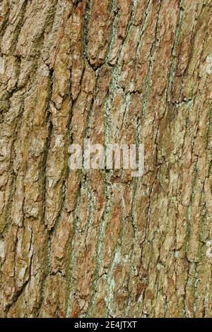 Detail aus Eichenrinde, England, Großbritannien Stockfoto