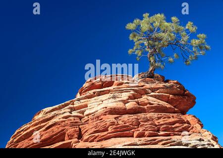 Yellow Pine, Golden Pine, Ponderosa Pine (Pinus Ponderosa), Ponderosa Pine, knorriger Baum auf Sandsteinturm, Zion National Park, Utah, USA Stockfoto