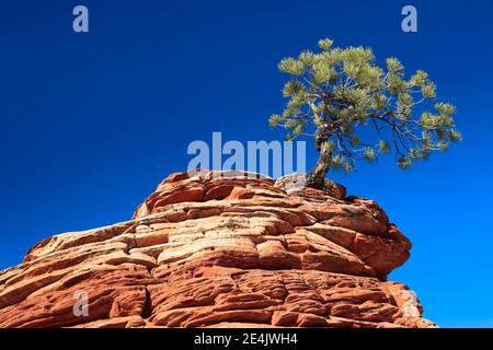 Yellow Pine, Golden Pine, Ponderosa Pine (Pinus Ponderosa), Ponderosa Pine, knorriger Baum auf Sandsteinturm, Zion National Park, Utah, USA Stockfoto