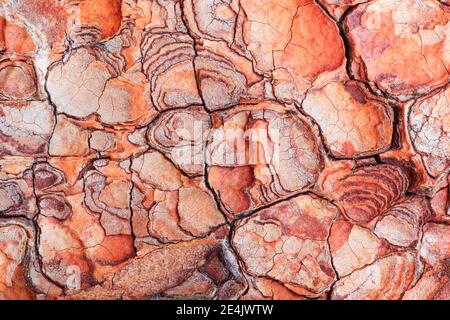 Lärche (Larix), Lärche, Wallis, Schweiz Stockfoto