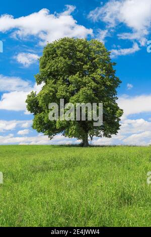 Lindenbaum, Zürich Oberland, Schweiz Stockfoto