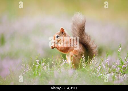 Eichhörnchen (Sciurus Vulgaris) Stockfoto