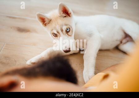 Hund schaut zu Hause auf den Mann, der auf dem Boden liegt Stockfoto