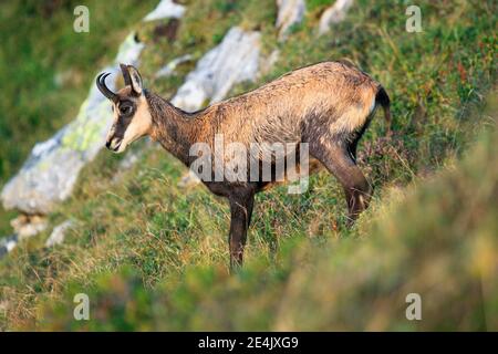 Gämsen (Rupicapra rupicapra), Gämsen, Alpenböcke, Niederhorn, Schweiz Stockfoto