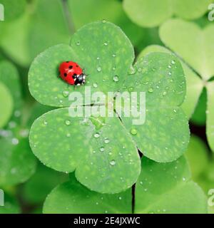 Marienkäfer mit sieben Flecken auf Klee, Schweiz Stockfoto