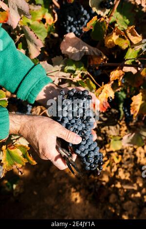 Hände des Menschen halten Trauben von der Ernte Stockfoto