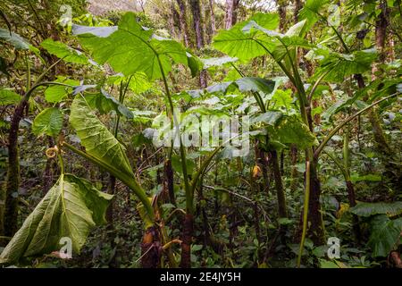Üppiger Nebelwald im Nationalpark La Amistad, Provinz Chiriqui, Republik Panama. Stockfoto