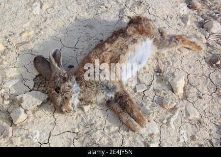Wildkaninchen, Oryctolagus cuniculus, Spanien Stockfoto