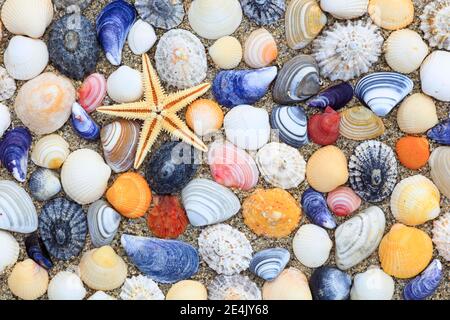 Seesterne und Muscheln in Sand, arrangiert, Schottland, UK Stockfoto