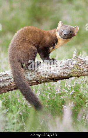 Europäischer Kiefernmarder (Martes martes) Stockfoto