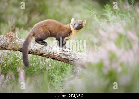 Europäischer Kiefernmarder (Martes martes) Stockfoto