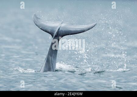 Delphin, Bottle Delfin (Tursiops truncatus) Stockfoto