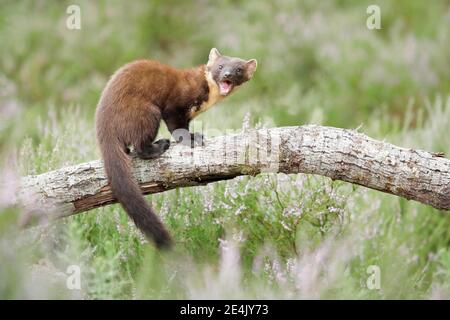 Europäischer Kiefernmarder (Martes martes) Stockfoto
