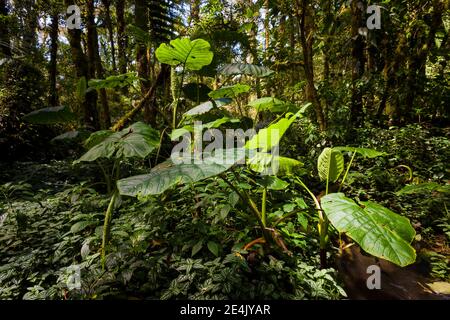 Üppiger Nebelwald im Nationalpark La Amistad, Provinz Chiriqui, Republik Panama. Stockfoto