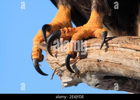 Klauen des Weißkopfadlers (Haliaeetus leucocephalus), Homer, Kenai Halbinsel, Alaska, USA Stockfoto