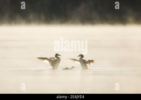 Haubentaucher, Podiceps cristatus, Schweiz Stockfoto