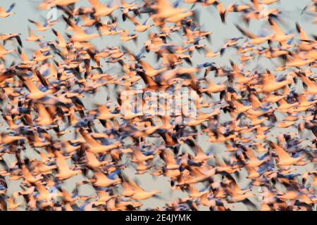 Schneegans (Anser caerulescens), Schneegans, Masse im Flug, viele fliegende, Überwinterungsgebiete, Bosque del Apache National Wildlife Refuge, New Mexico Stockfoto