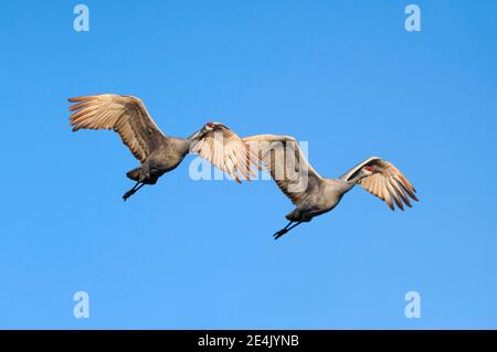 Sandhill Kran (Grus canadensis), Sandhill Kran, im Flug, Überwinterungsgebiet, Bosque del Apache National Wildlife Refuge, New Mexico, USA Stockfoto