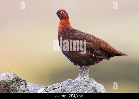 Willow Grouse, Scottish Willow Grouse (Lagopus lagopus scoticus), Red Grouse, Cairngorms NP, Schottland, Großbritannien Stockfoto