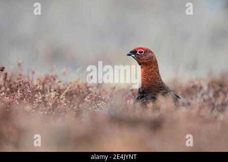 Willow Grouse, Scottish Willow Grouse (Lagopus lagopus scoticus), Red Grouse, Cairngorms NP, Schottland, Großbritannien Stockfoto
