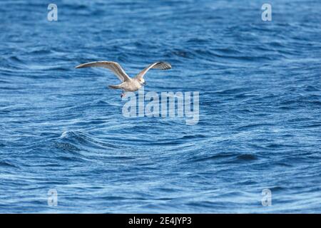 Gelbbeiner Möwe (Larus michahellis), in ihrem ersten Wintergefieder Stockfoto