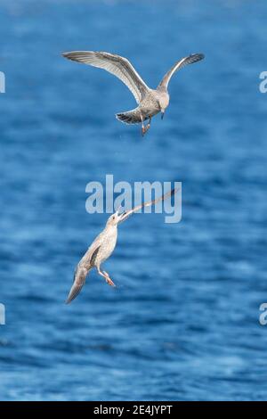 Gelbbeiner Möwe (Larus michahellis), in ihrem ersten Wintergefieder Stockfoto