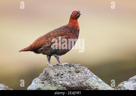 Willow Grouse, Scottish Willow Grouse (Lagopus lagopus scoticus), Red Grouse, Cairngorms NP, Schottland, Großbritannien Stockfoto