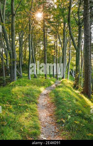 Waldweg, Basel-Land, Schweiz Stockfoto