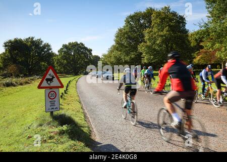 Radfahrer und Autos, Straßenverkehr in Richmond Park, London, England, Vereinigtes Königreich Stockfoto