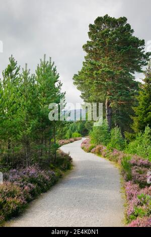 Schotterweg in Caringorms N.P., Schottland, Großbritannien Stockfoto