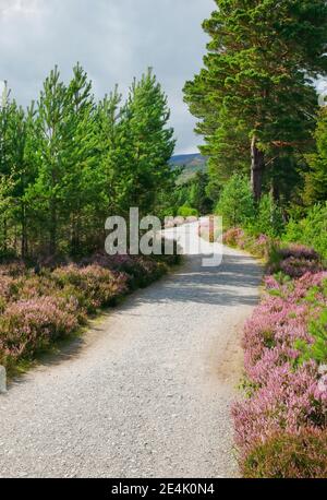 Schotterweg in Caringorms N.P., Schottland, Großbritannien Stockfoto