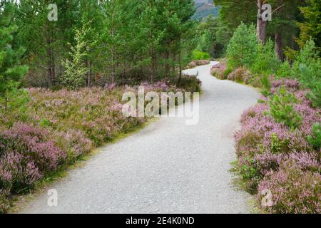 Schotterweg in Caringorms N.P., Schottland, Großbritannien Stockfoto