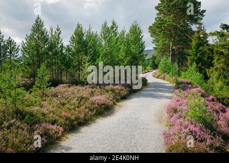 Schotterweg in Caringorms N.P., Schottland, Großbritannien Stockfoto