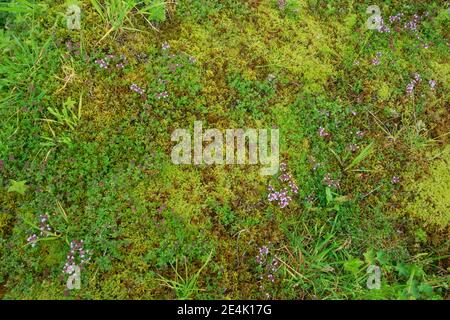 Wilder Thymian, Thymus serpyllum, Schweiz Stockfoto