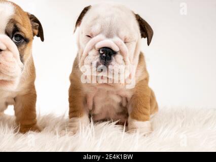 Zwei englische Bulldog Welpen sitzen auf dem Teppich Stockfoto