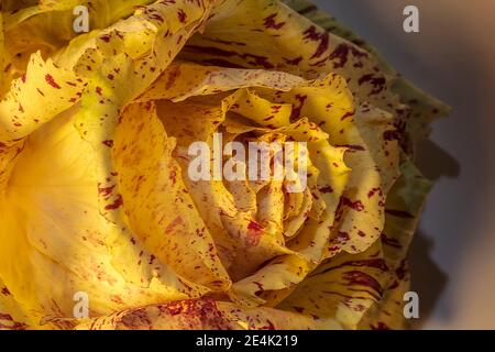 Makrodetail des gelben Salatkopfes. Sieht aus wie eine Art Rose. Lichtpinsel-Technik. Stockfoto