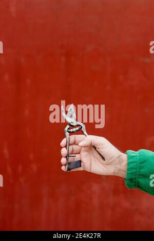 Hand des Mannes hält die Ernteschere gegen die rote Wand Stockfoto